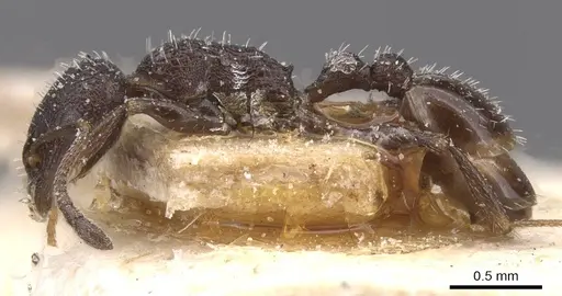 Temnothorax annibalis - CASENT0912900