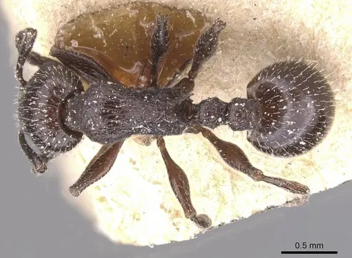 Temnothorax annibalis - CASENT0912901