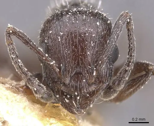 Temnothorax annibalis - CASENT0912901