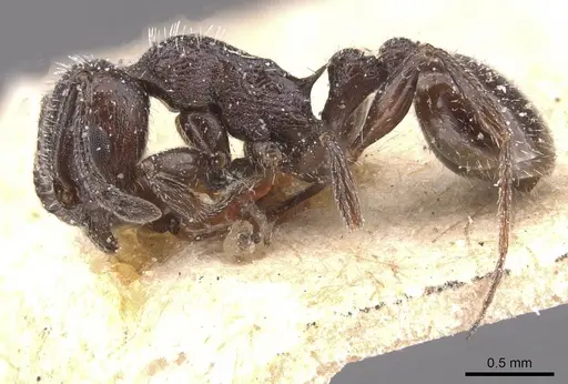 Temnothorax annibalis - CASENT0912901