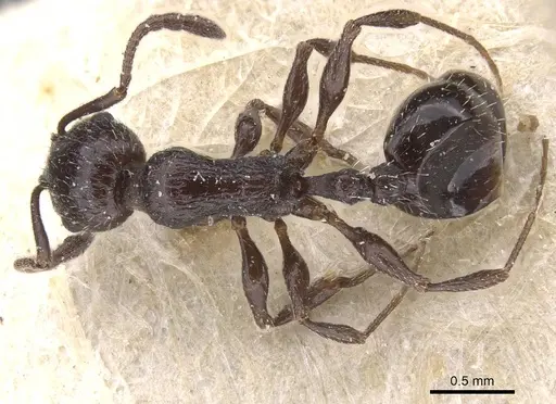 Temnothorax annibalis - CASENT0912902