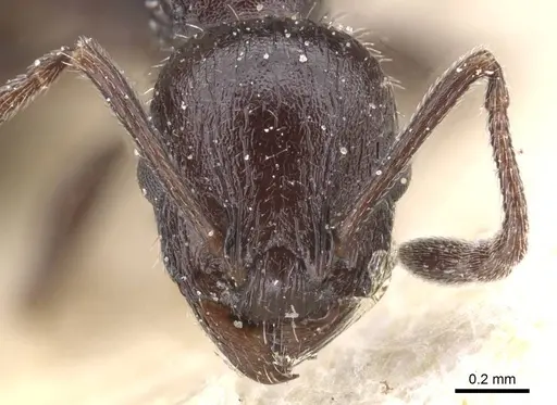 Temnothorax annibalis - CASENT0912902