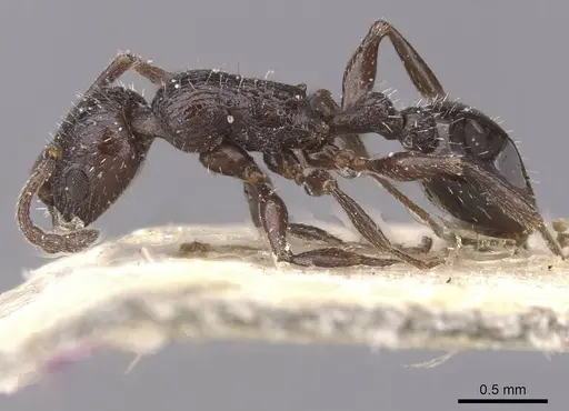 Temnothorax annibalis - CASENT0912902