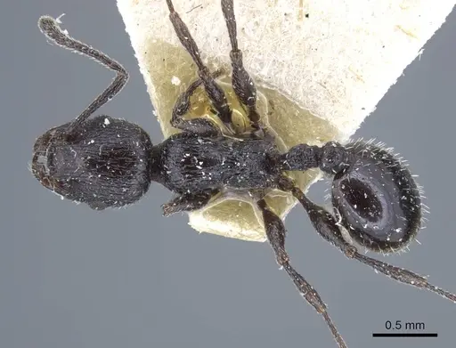 Temnothorax annibalis - CASENT0917038