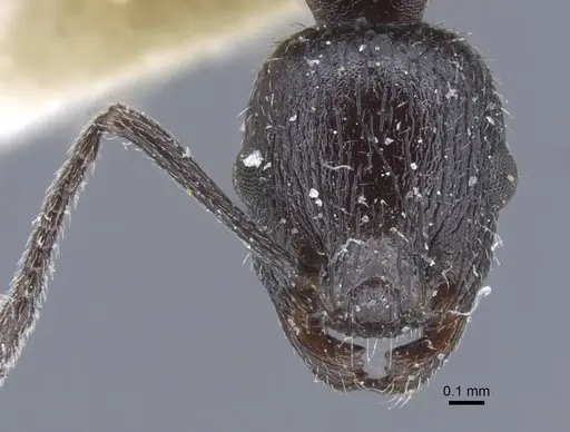 Temnothorax annibalis - CASENT0917038