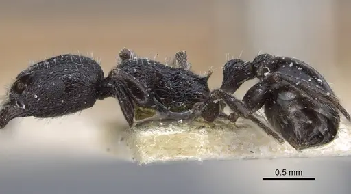 Temnothorax annibalis - CASENT0917038