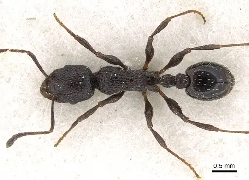 Temnothorax annibalis - CASENT0922109