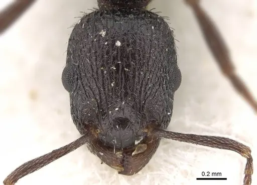 Temnothorax annibalis - CASENT0922109