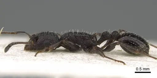 Temnothorax annibalis - CASENT0922109