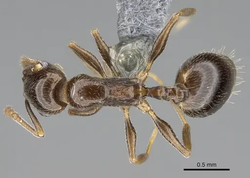 Temnothorax ansei specimen