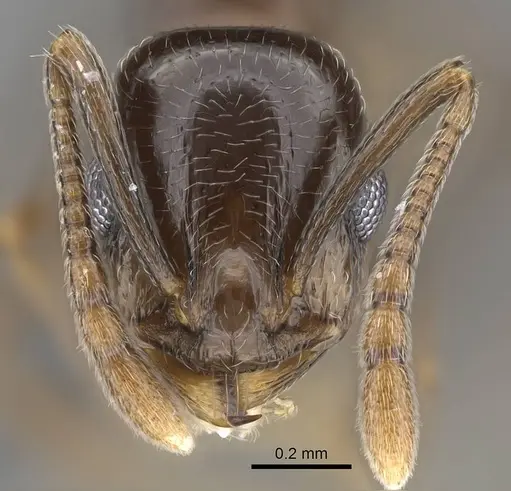 Temnothorax ansei specimen