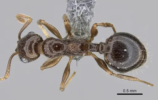 Temnothorax ansei - CASENT0763775