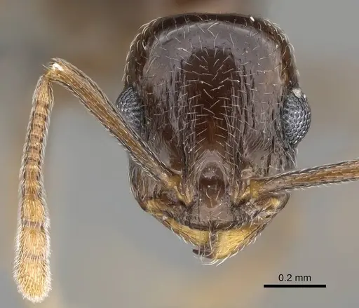 Temnothorax ansei - CASENT0763775