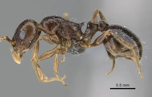 Temnothorax ansei - CASENT0763775