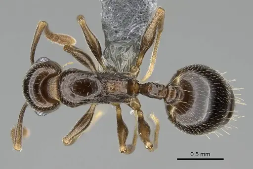 Temnothorax ansei - CASENT0919826
