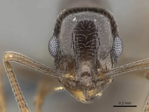 Temnothorax ansei - CASENT0919826