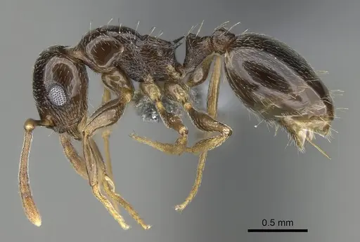 Temnothorax ansei - CASENT0919826