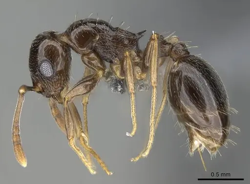 Temnothorax ansei - CASENT0919826