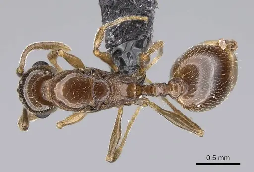 Temnothorax ansei - CASENT0919953