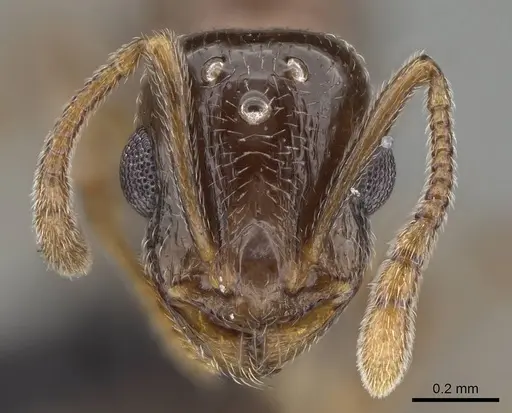 Temnothorax ansei - CASENT0919953