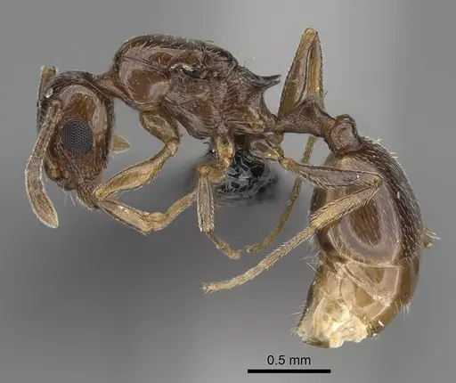 Temnothorax ansei - CASENT0919953