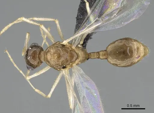 Temnothorax ansei - CASENT0919954