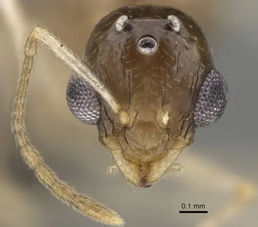 Temnothorax ansei - CASENT0919954