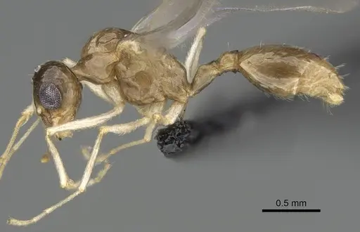 Temnothorax ansei - CASENT0919954