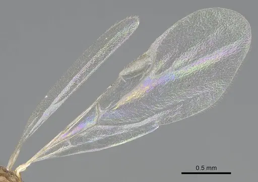 Temnothorax ansei - CASENT0919954
