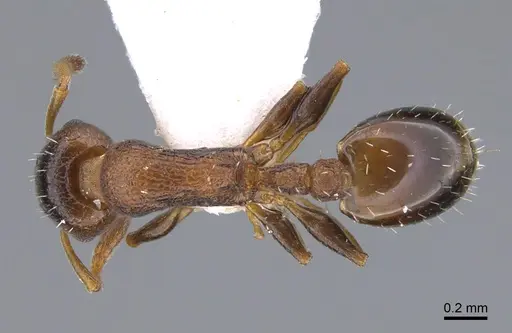 Temnothorax apolloni specimen
