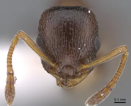 Temnothorax apolloni specimen