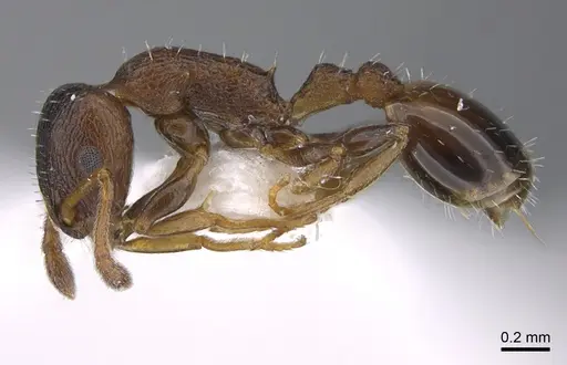 Temnothorax apolloni specimen