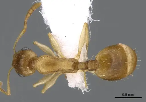 Temnothorax arabicus specimen