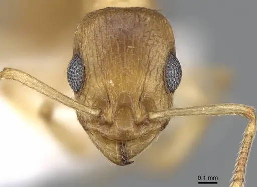 Temnothorax arabicus specimen