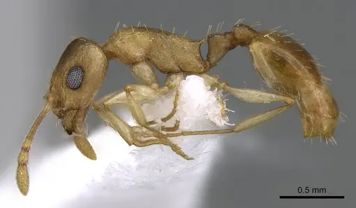 Temnothorax arabicus specimen