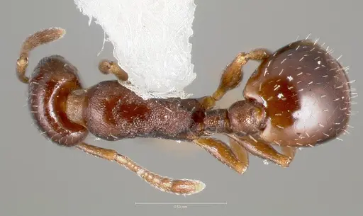 Temnothorax arboreus specimen