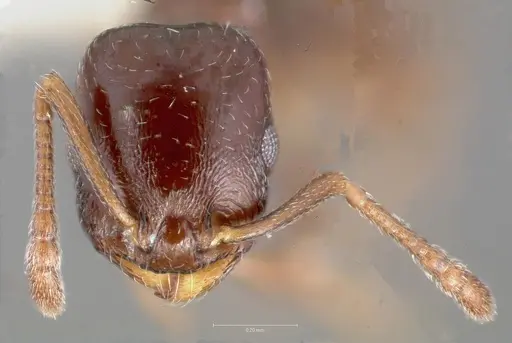 Temnothorax arboreus specimen