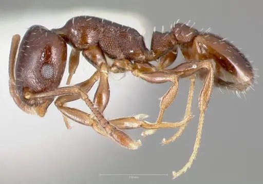 Temnothorax arboreus specimen