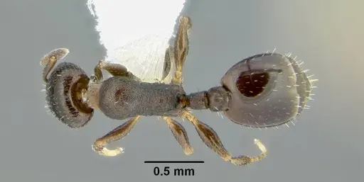 Temnothorax arboreus - CASENT0339243