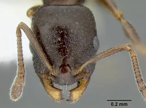 Temnothorax arboreus - CASENT0339243