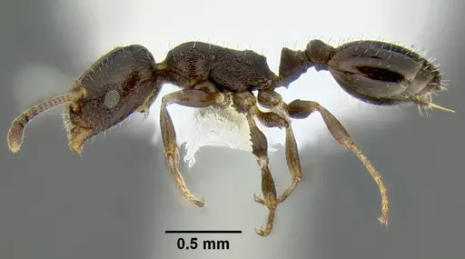 Temnothorax arboreus - CASENT0339243