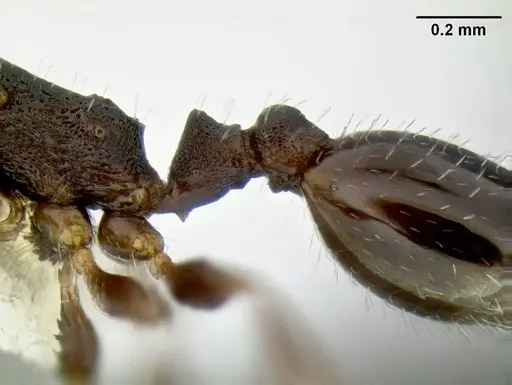 Temnothorax arboreus - CASENT0339243