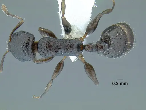 Temnothorax arbustus specimen