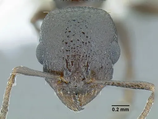 Temnothorax arbustus specimen