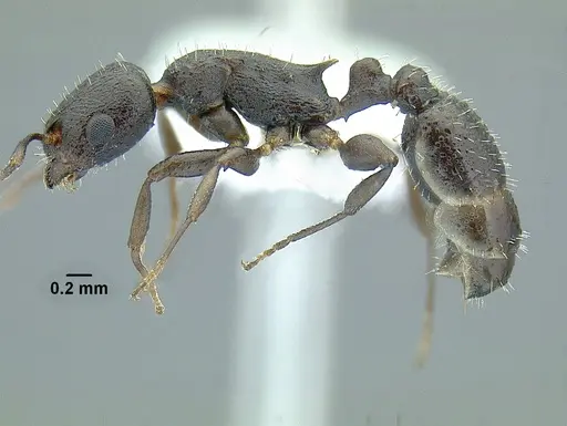Temnothorax arbustus specimen