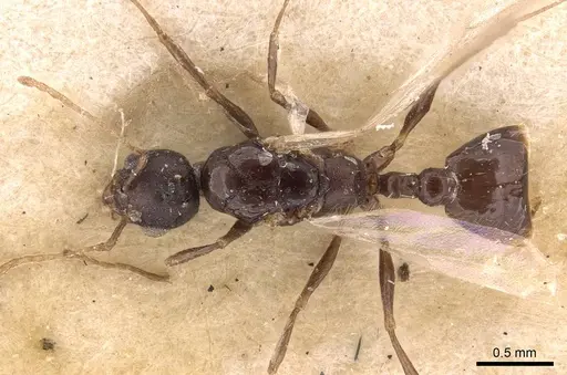 Temnothorax arcanus specimen