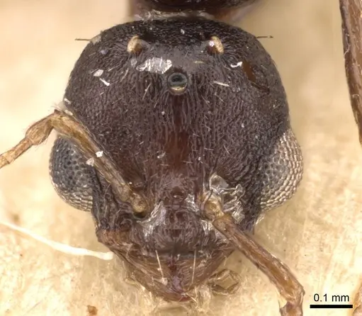 Temnothorax arcanus specimen