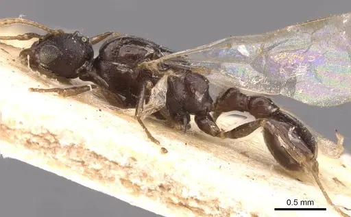 Temnothorax arcanus specimen