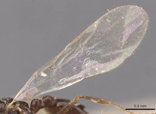 Temnothorax arcanus - CASENT0907574