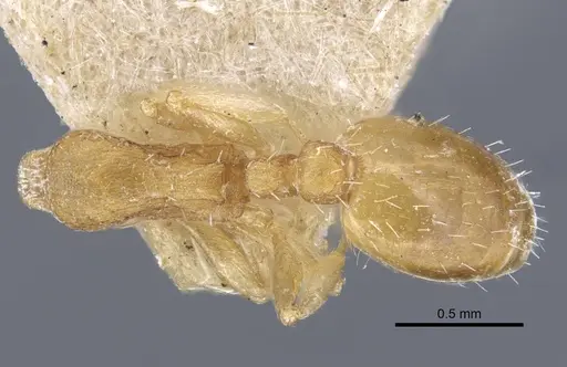 Temnothorax archangelskiji specimen
